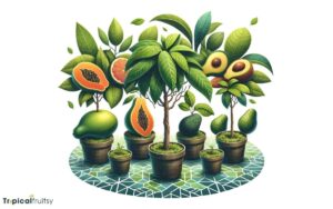 Where to Buy Tropical Fruit Trees