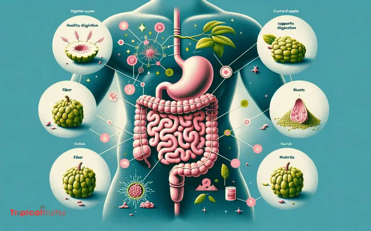 Impact on Digestive System