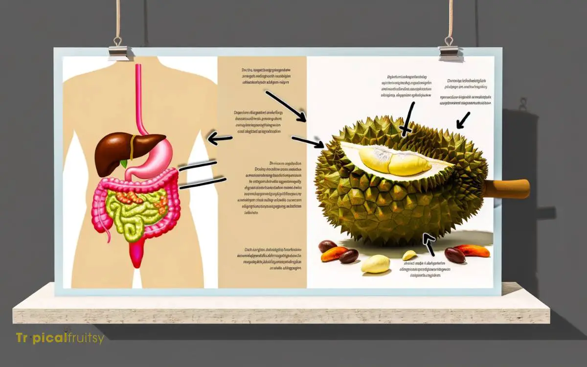 Durian and Digestive Health