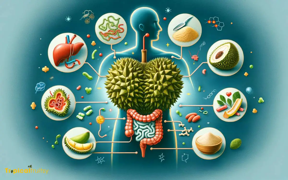 Durians Impact on Digestion