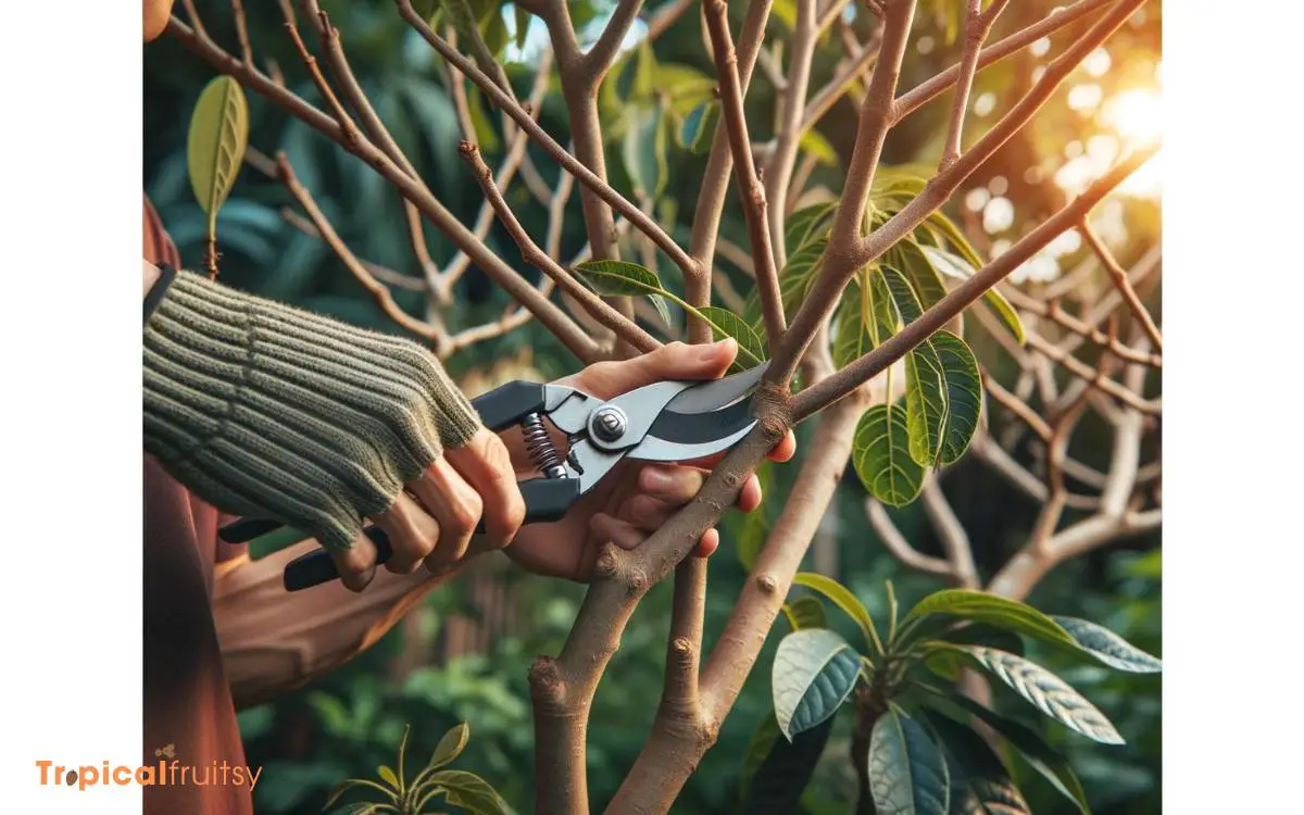 How to Prune Cherimoya Tree